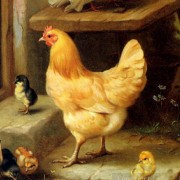 Mangiar l’uovo in corpo alla gallina